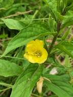 Imagem de Oenothera perangusta Gates