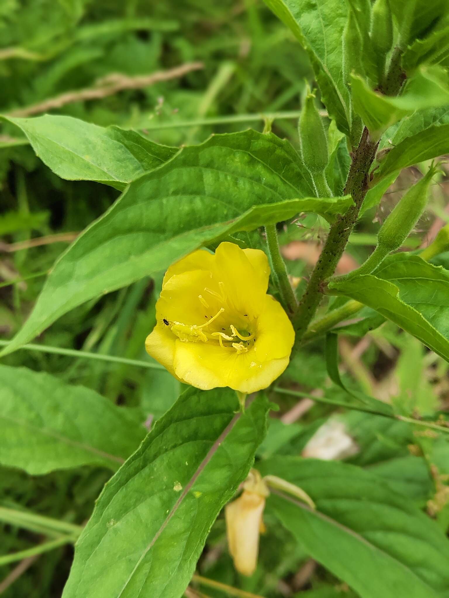 Imagem de Oenothera perangusta Gates