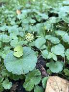 Image de Hydrocotyle bonplandii A. Rich.