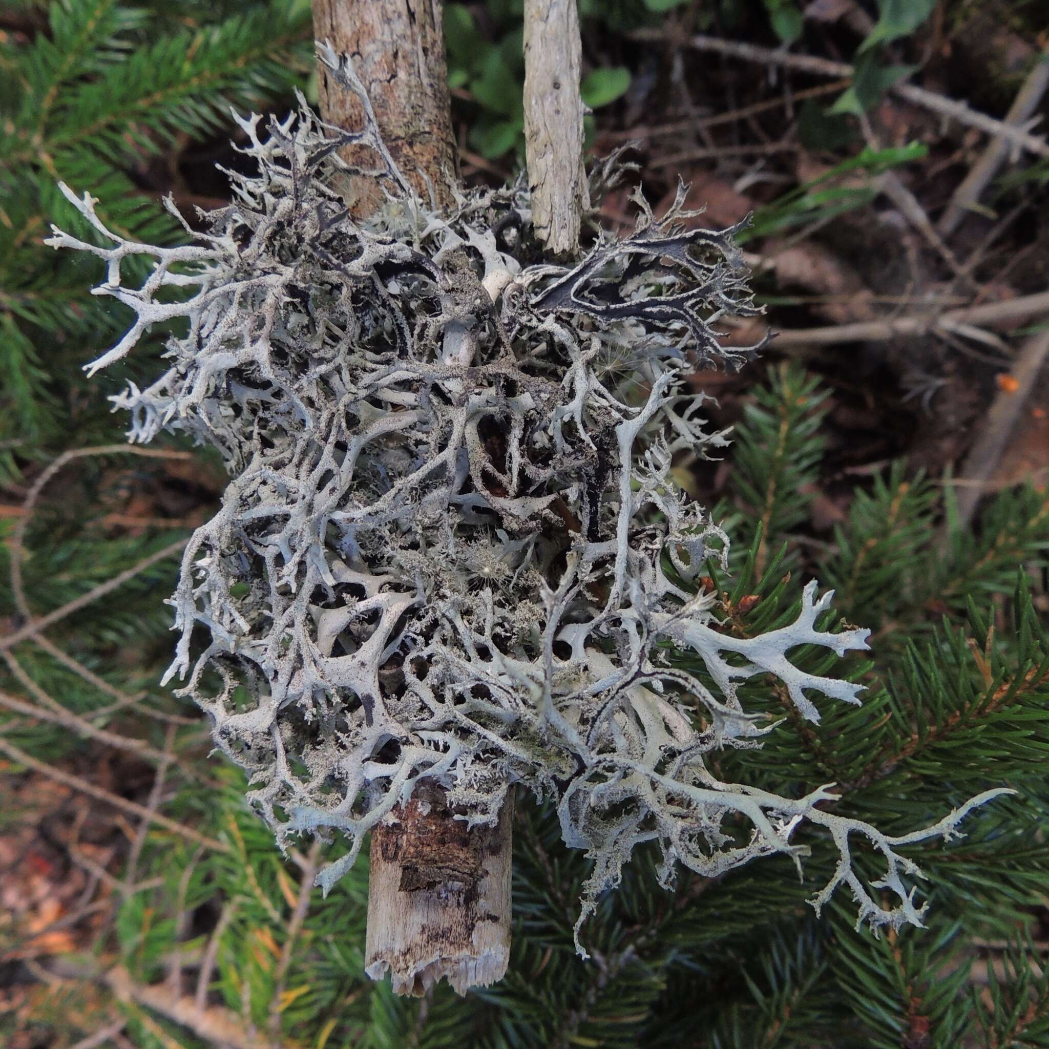 Image of light and dark lichen