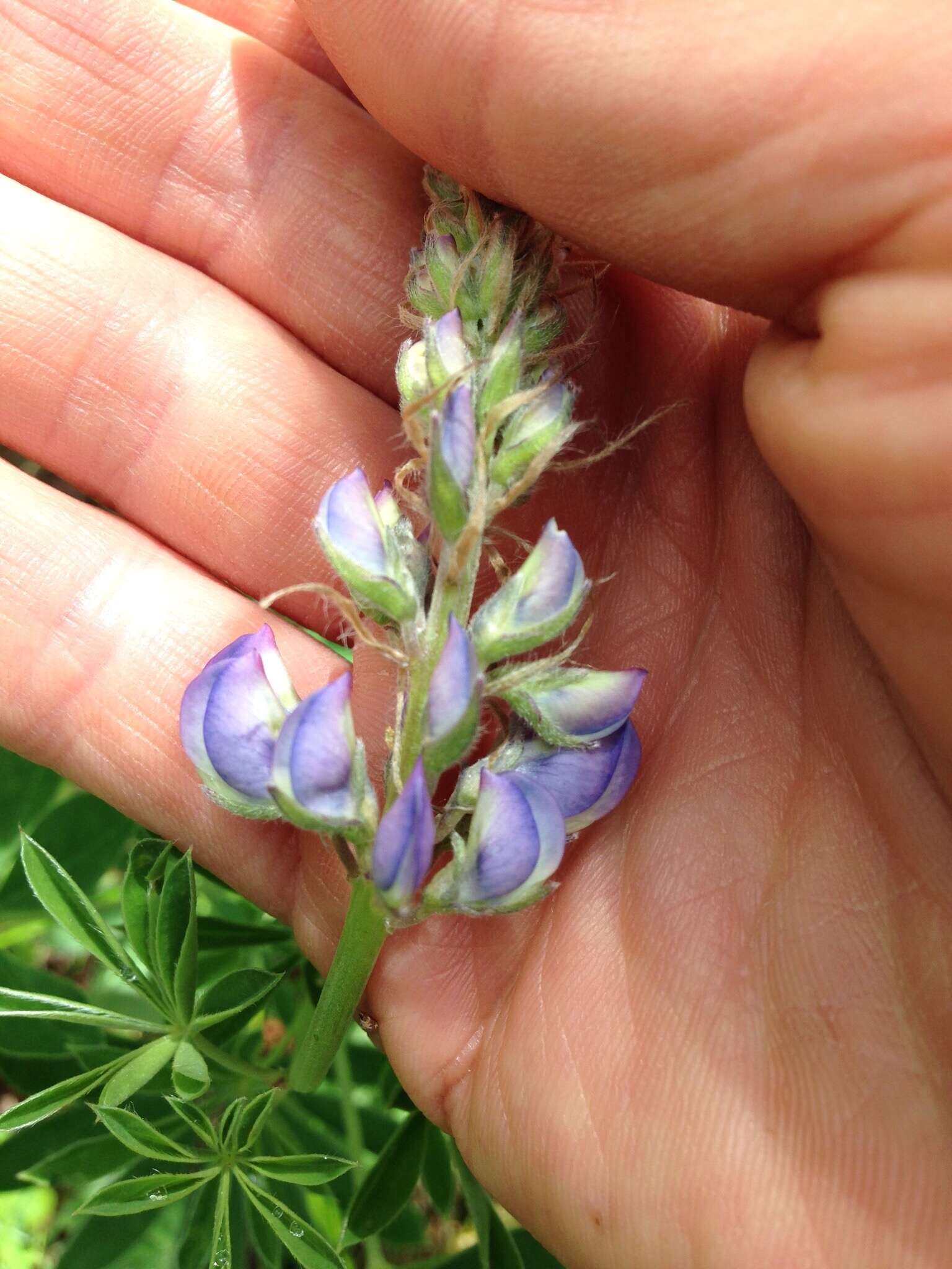 Image of broadleaf lupine