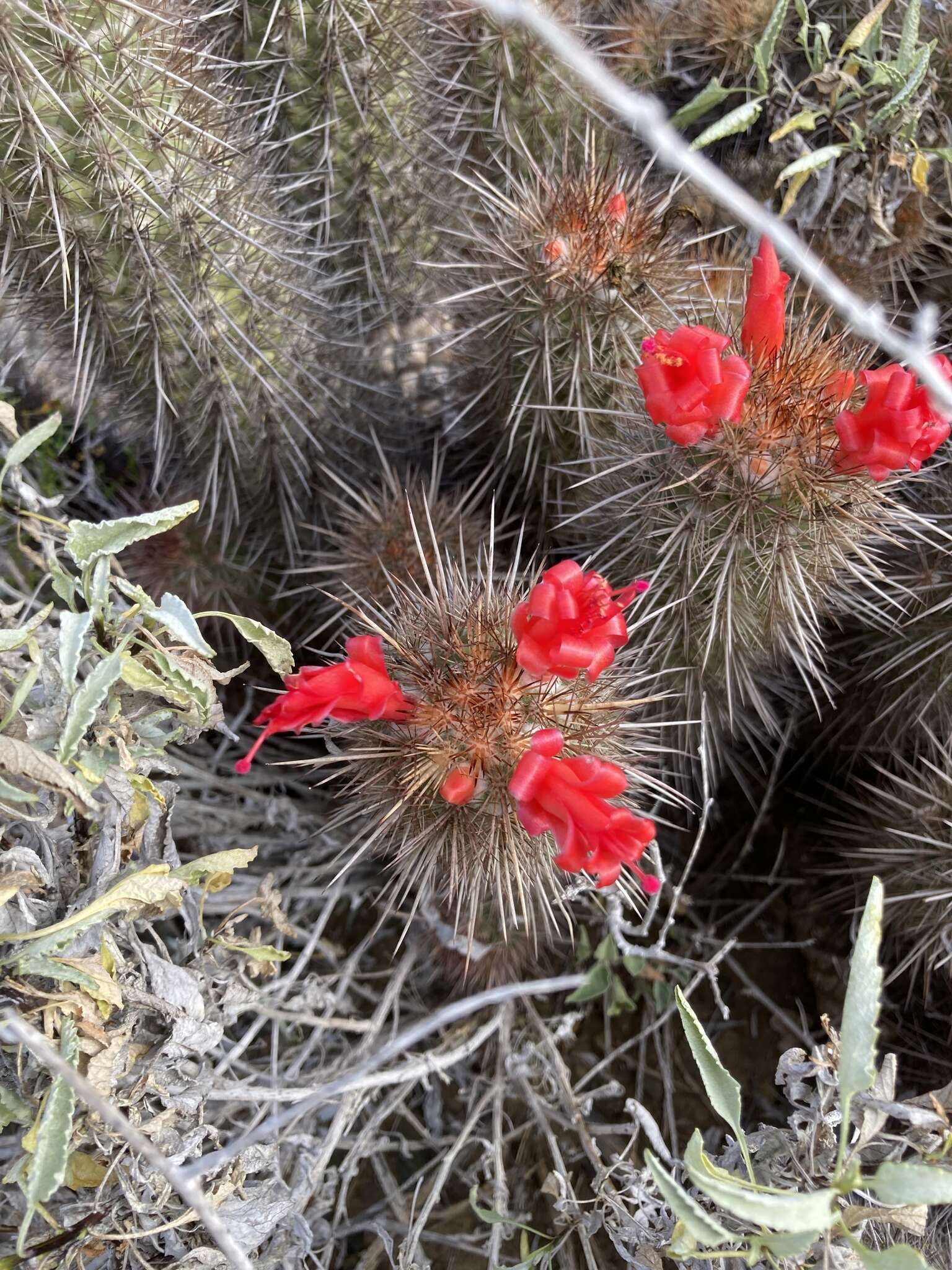 Image of Mammillaria halei Brandegee