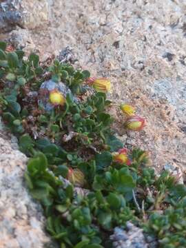 Image of Helianthemum thymiphyllum Svent.