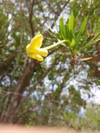 Brunfelsia densifolia Krug & Urb. resmi