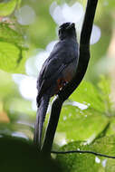 Image of Baird's Trogon