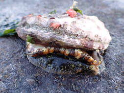 Image of Northern Abalone