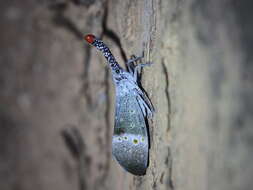 Pyrops pyrorhynchus (Donovan 1800) resmi