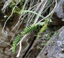 Image of Pellaea nana (Hook.) Bostock