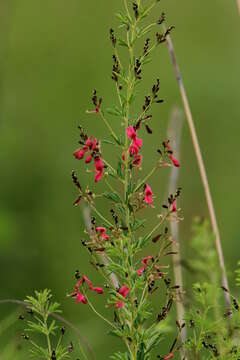 صورة Indigofera zeyheri Eckl. & Zeyh.