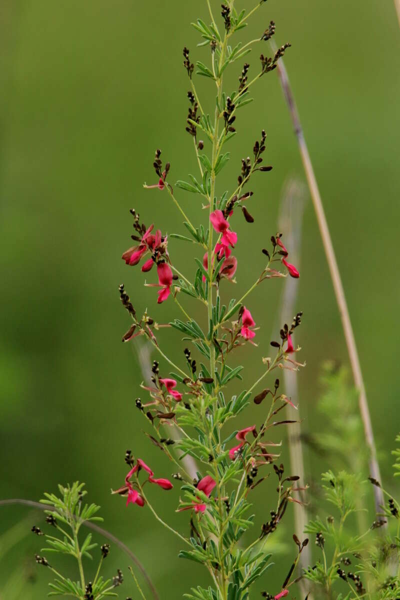 صورة Indigofera zeyheri Eckl. & Zeyh.