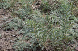 Image of Thermopsis mongolica Czefr.