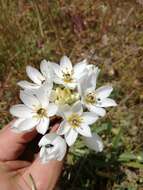 Слика од Ornithogalum thyrsoides Jacq.