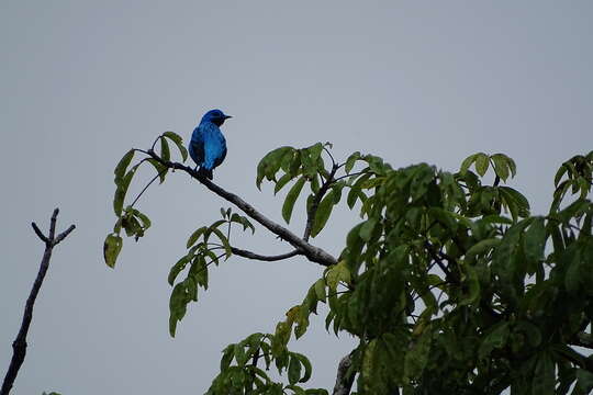 Image of Turquoise Cotinga