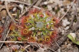 Image of Drosera leucoblasta Benth.