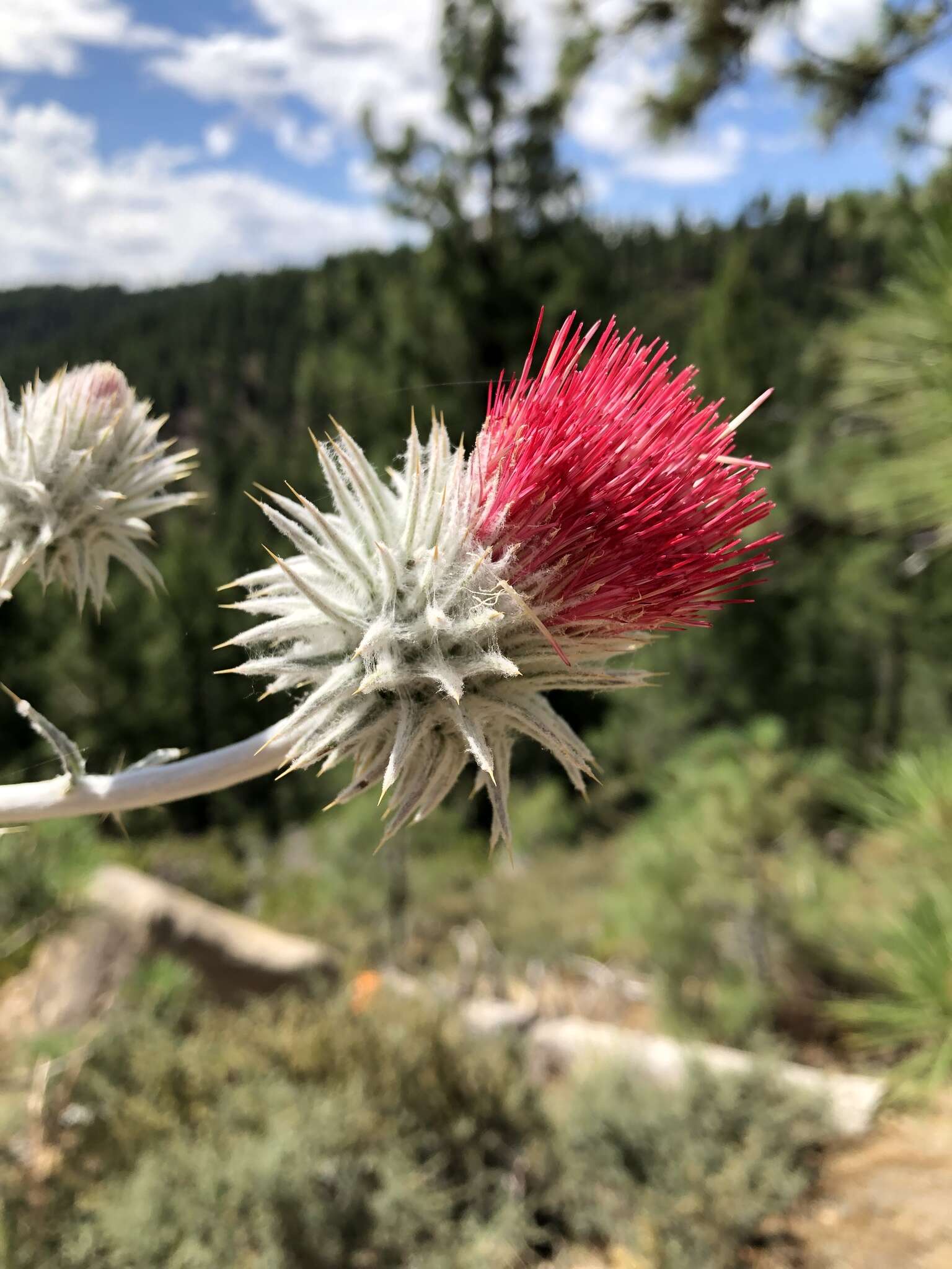 Image of snowy thistle