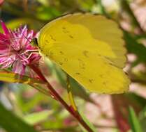 Image de Eurema blanda (Boisduval 1836)