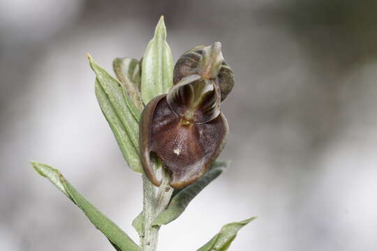 Image of Pouched greenhood