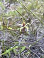 Image of Wimmera spider orchid