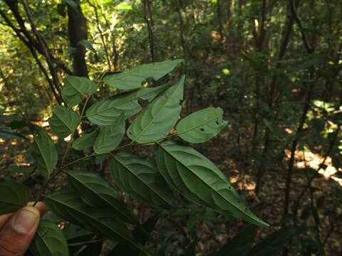 Sivun Diospyros ghatensis B. R. Ramesh & D. De Franceschi kuva