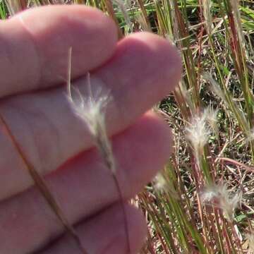 Image of splitbeard bluestem