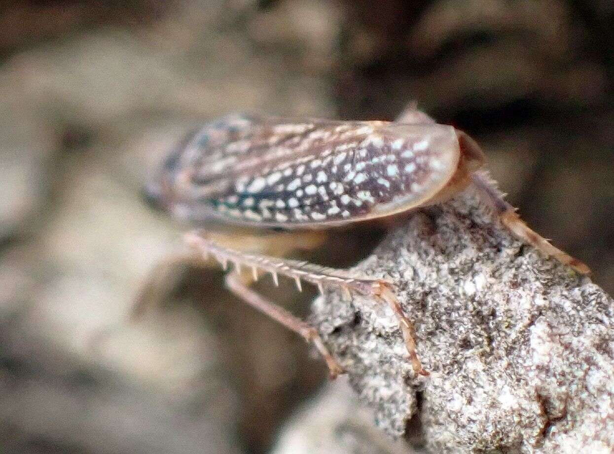 Image of Graphocephala confluens (Uhler 1861)