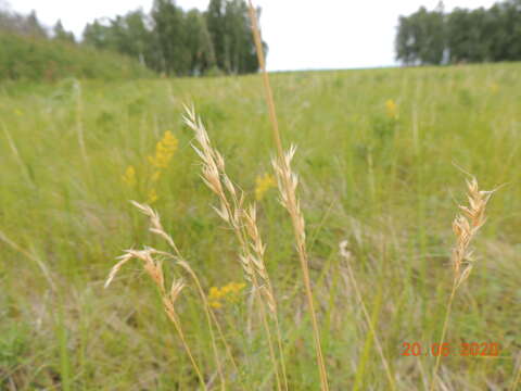 Helictotrichon desertorum (Less.) Pilg. resmi