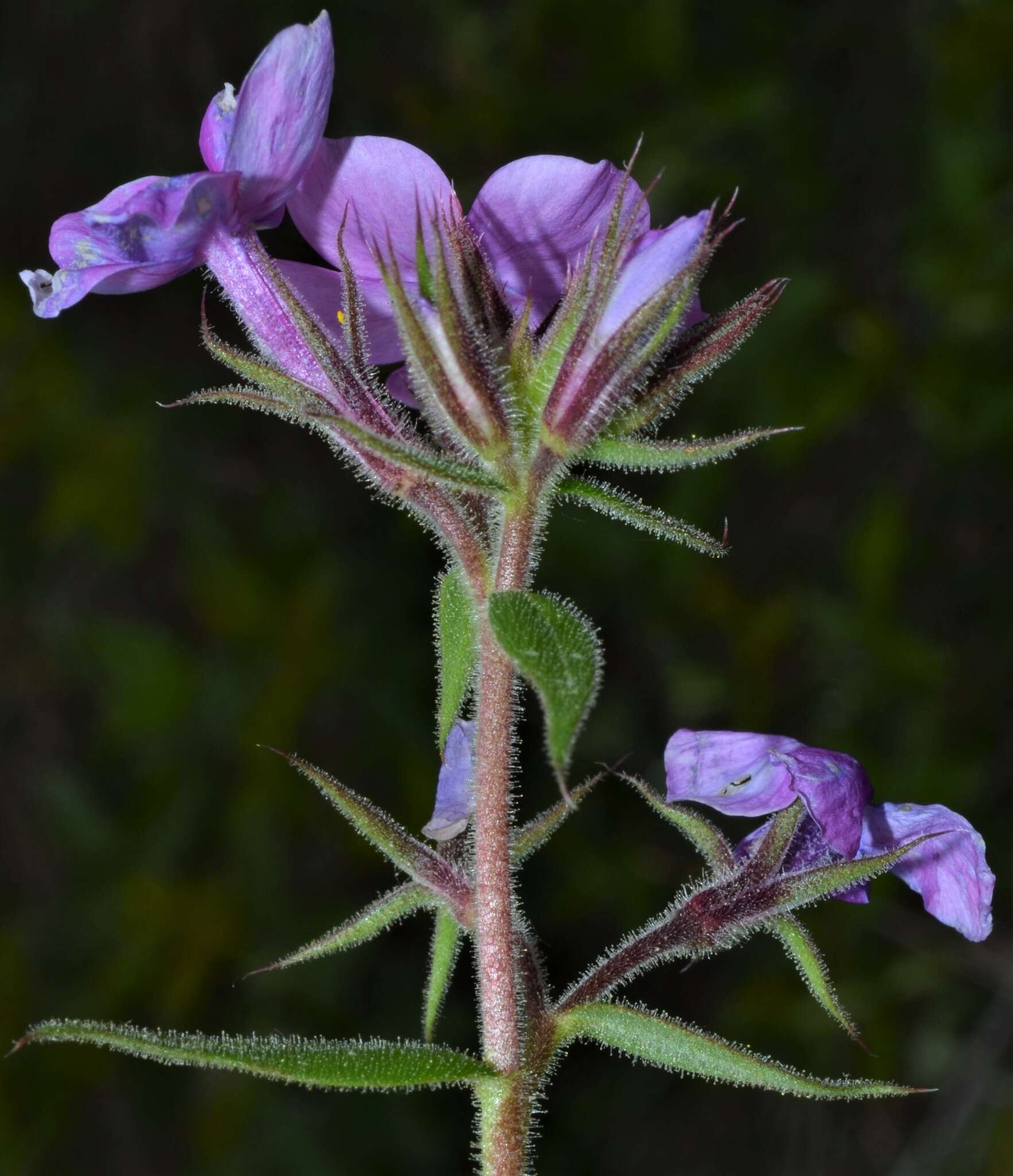 Imagem de Phlox pilosa subsp. ozarkana (Wherry) Wherry