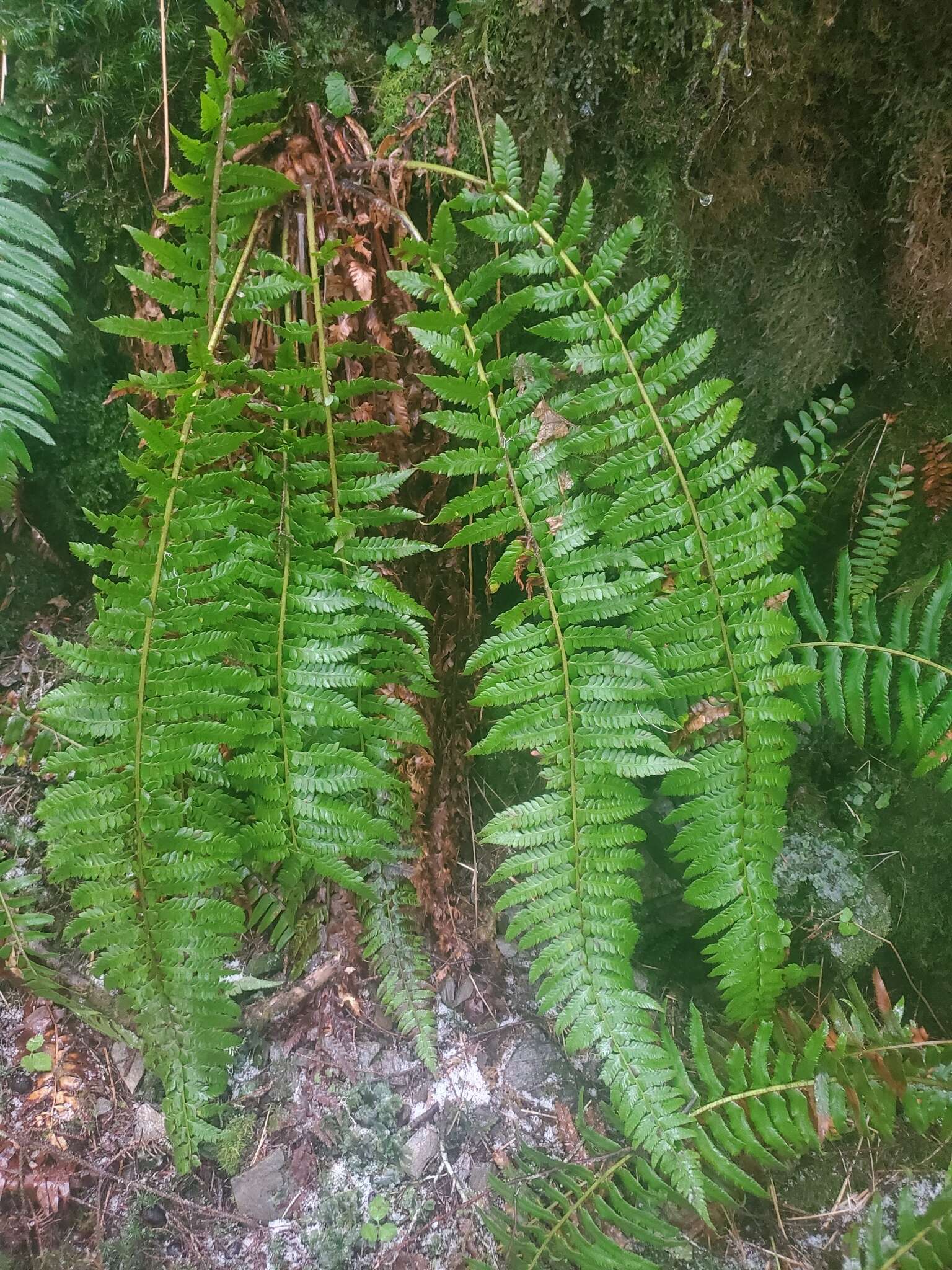 Image of Alaska hollyfern