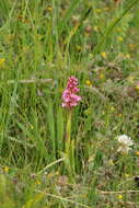 Image of Satyrium hallackii subsp. hallackii