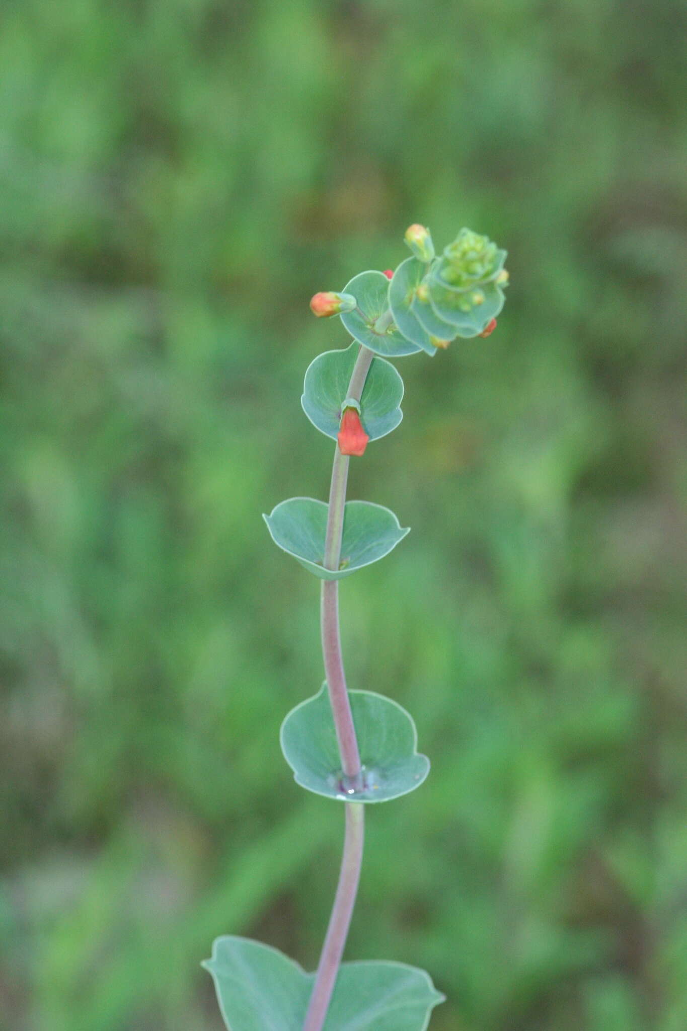 صورة Penstemon murrayanus Hook.