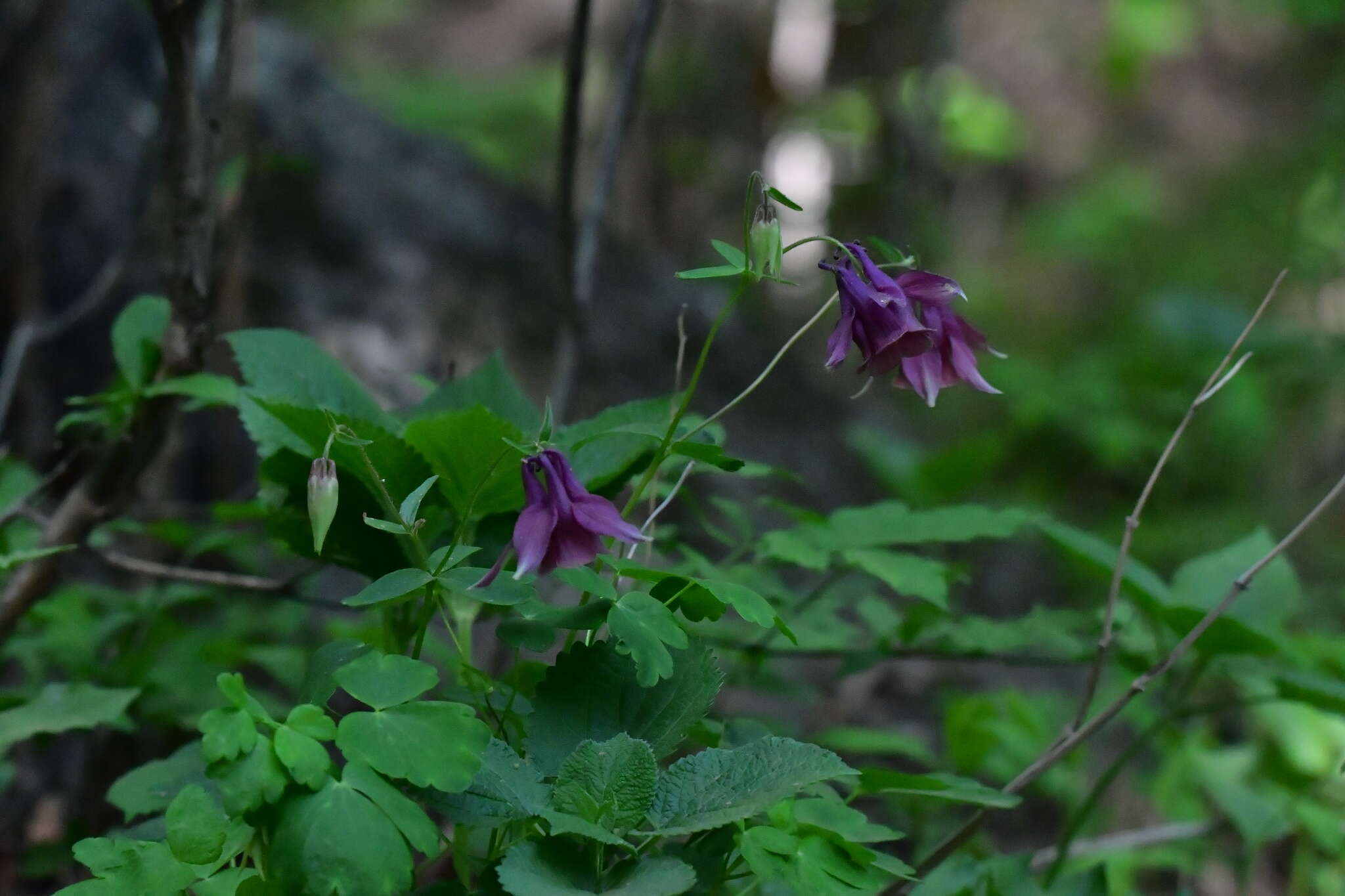 Image of Aquilegia yabeana Kitag.