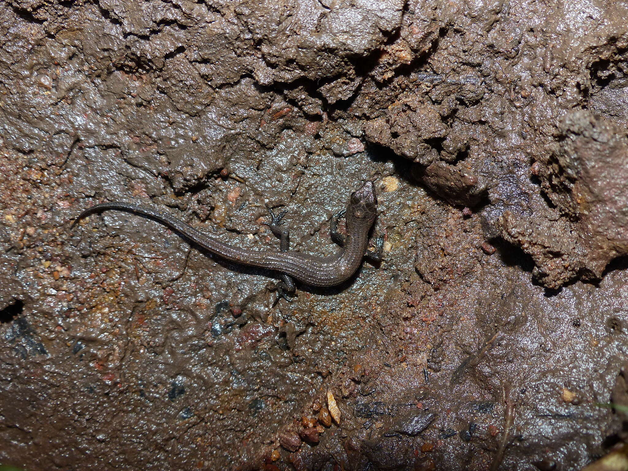 Plancia ëd Cophoscincopus greeri Böhme, Schmitz & Ziegler 2000