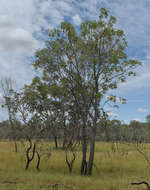 Image of Cochlospermum gillivraei subsp. gregorii