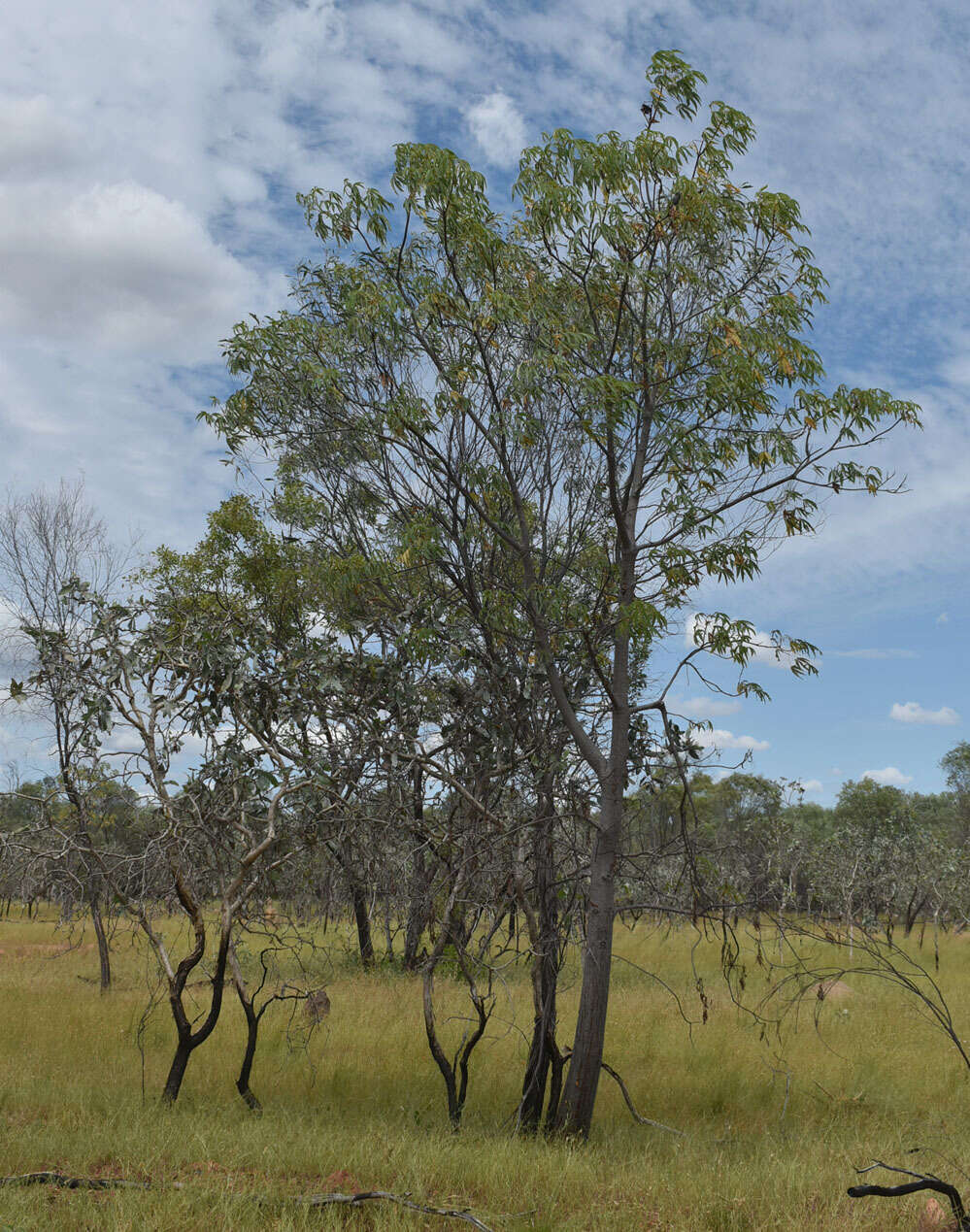 Image of Cochlospermum gillivraei subsp. gregorii