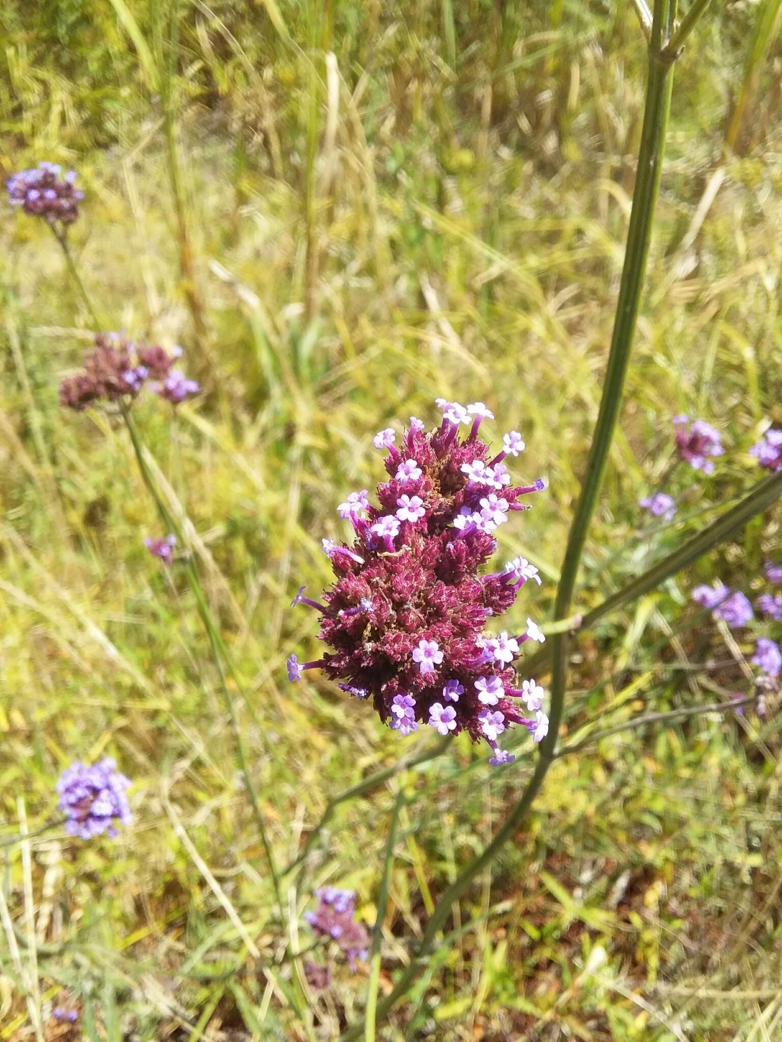 صورة Verbena intermedia Gillies & Hook.