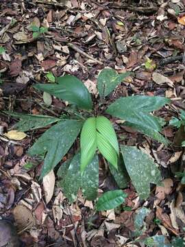 Image de Geonoma pauciflora Mart.