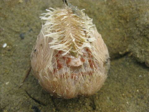 Image of Echinocardiinae Cooke 1942