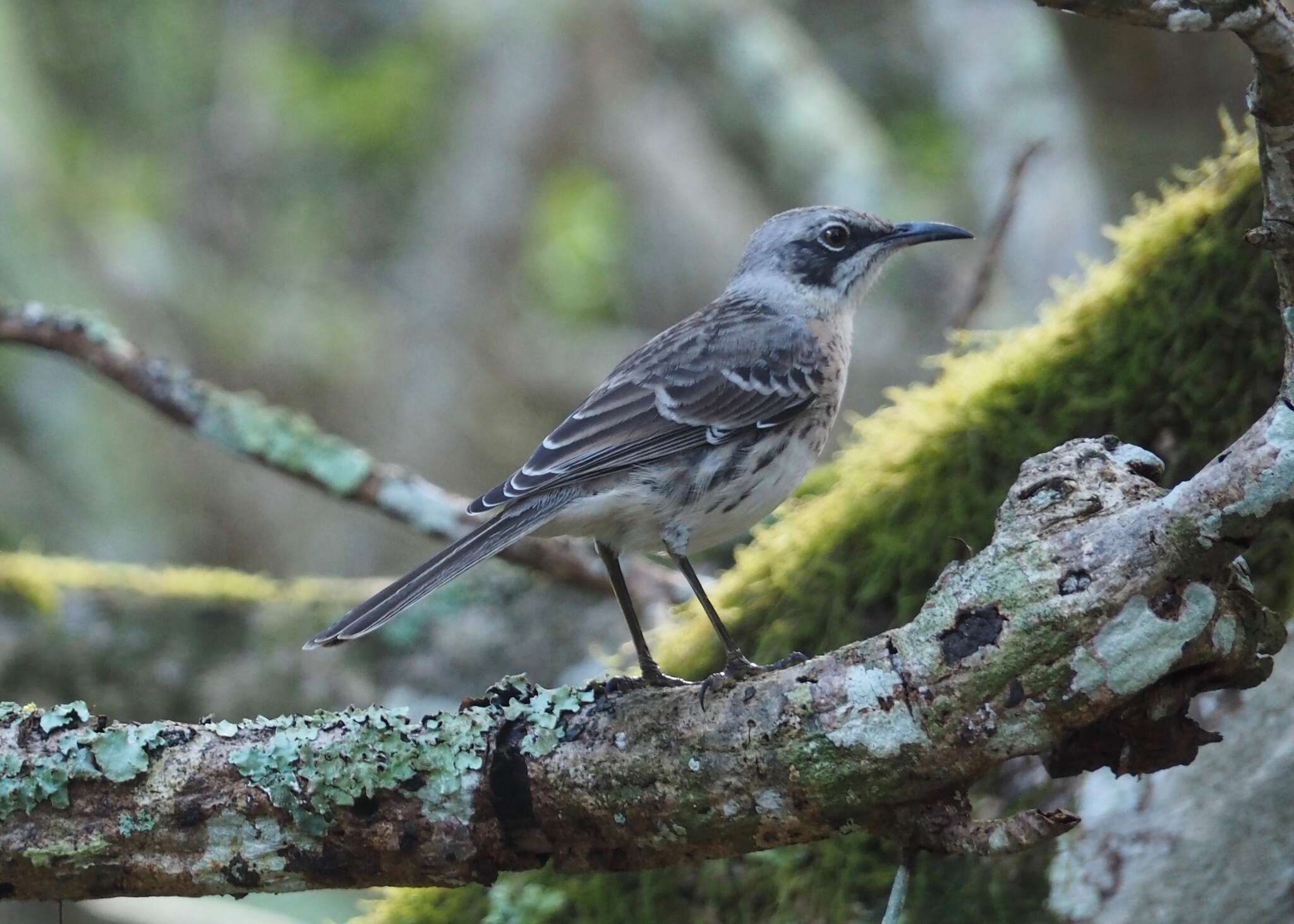 Image of San Cristobal Mockingbird