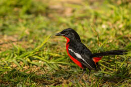 Image of Crimson-breasted Gonolek