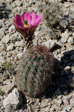 Image of Lloyd's hedgehog cactus