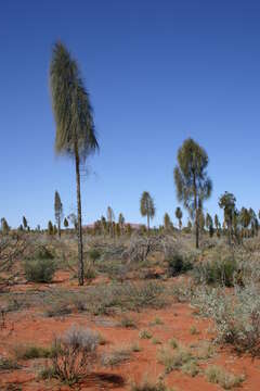 Image of Desert oak