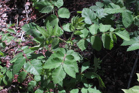 Image of Michaux's sumac