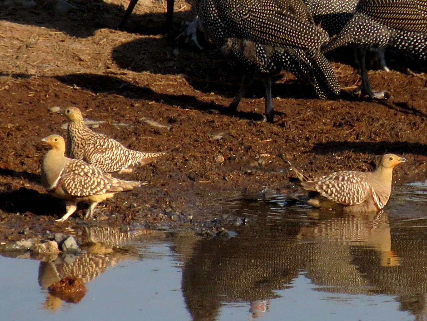 Image of Namaqua Sandgrouse