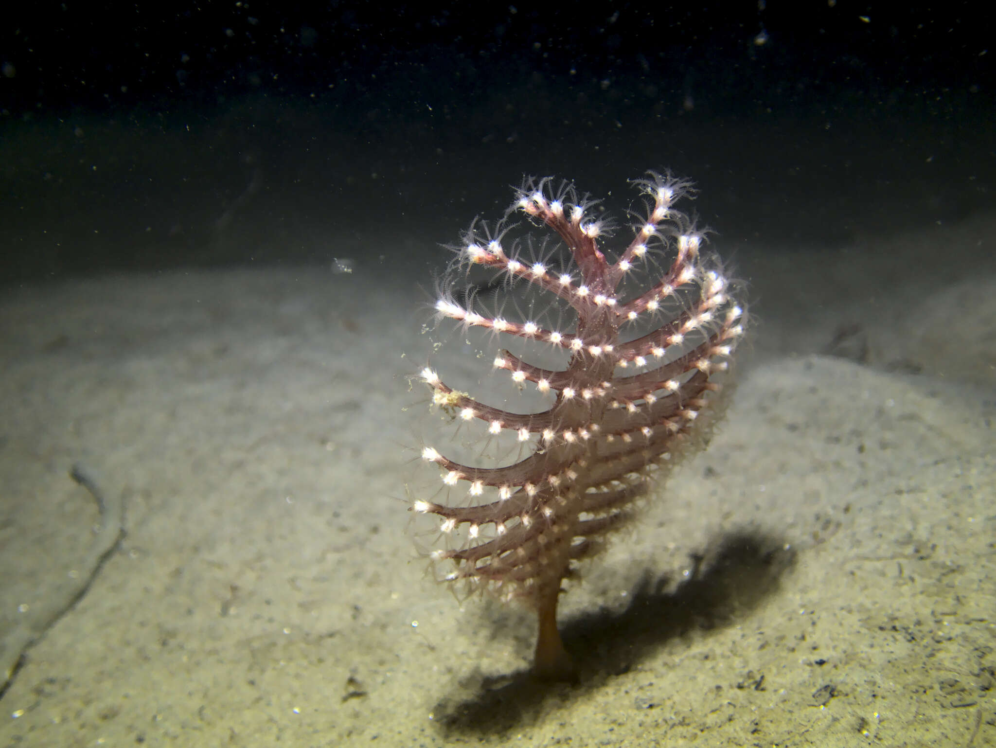 Image of luminescent sea-pen