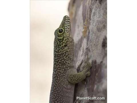 Image of Standing's Day Gecko