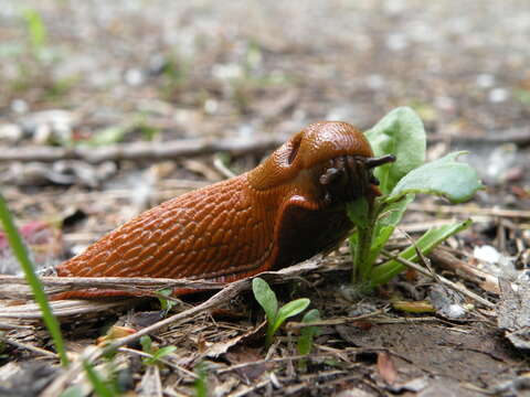 Image of red slug