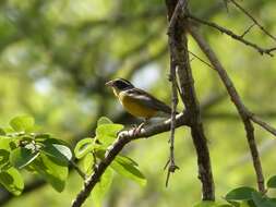 صورة Emberiza cabanisi (Reichenow 1875)