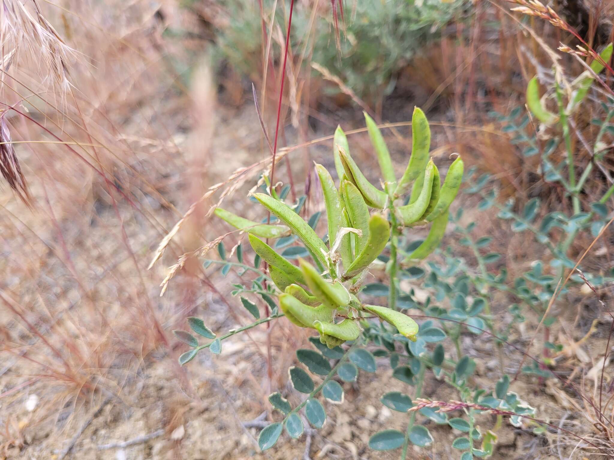 Image of Columbia milkvetch