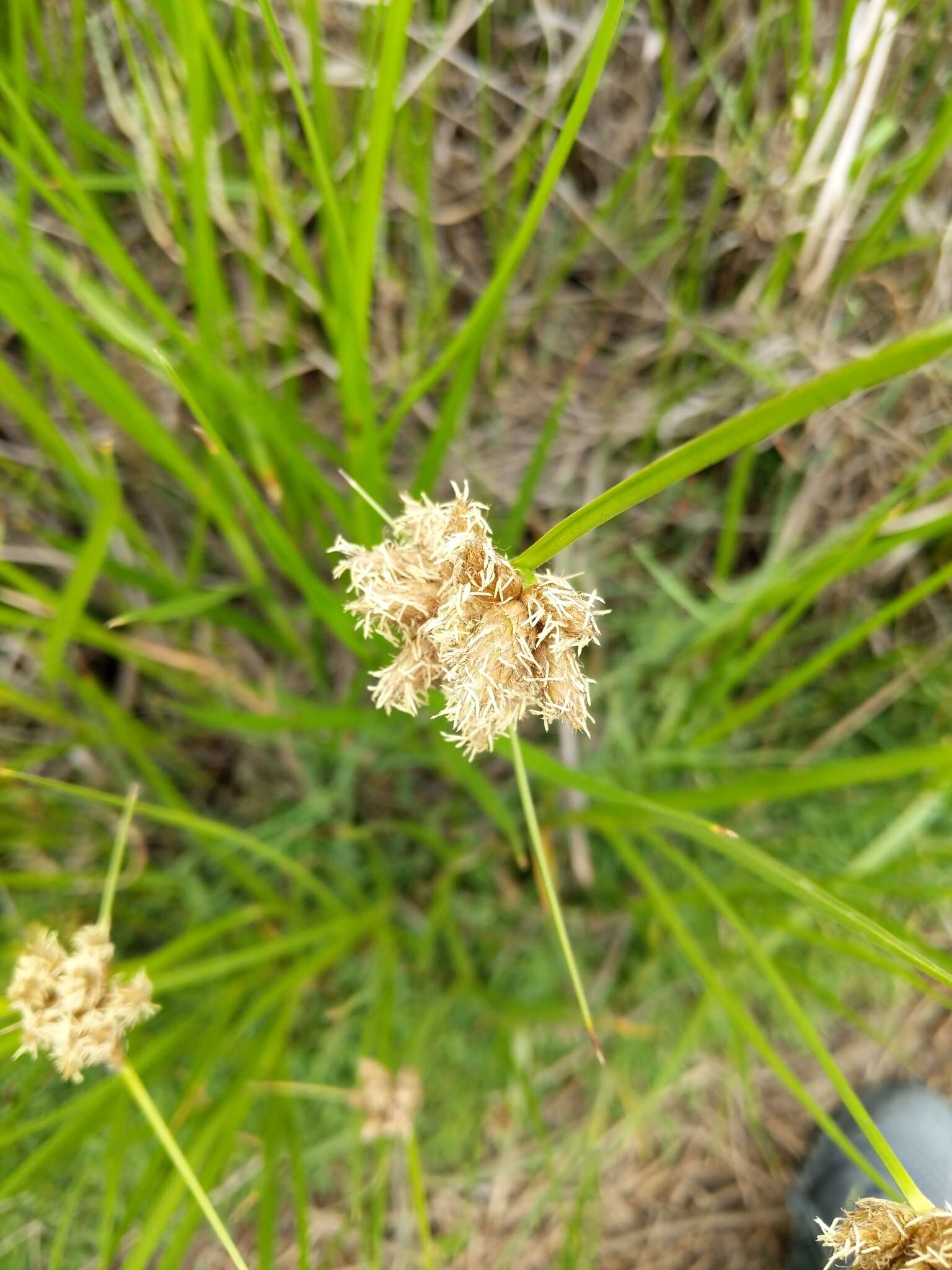 Imagem de Bolboschoenus maritimus (L.) Palla