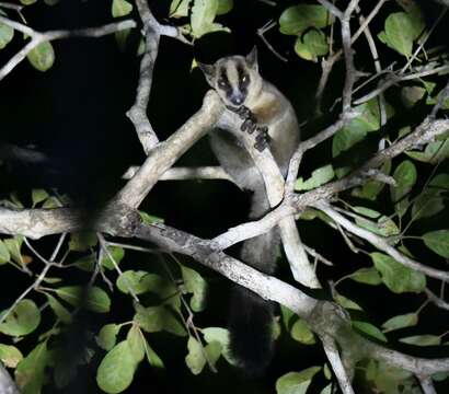 Image of Pale Fork-crowned Lemur